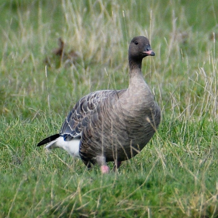 Pink-footed Goose - ML609384007