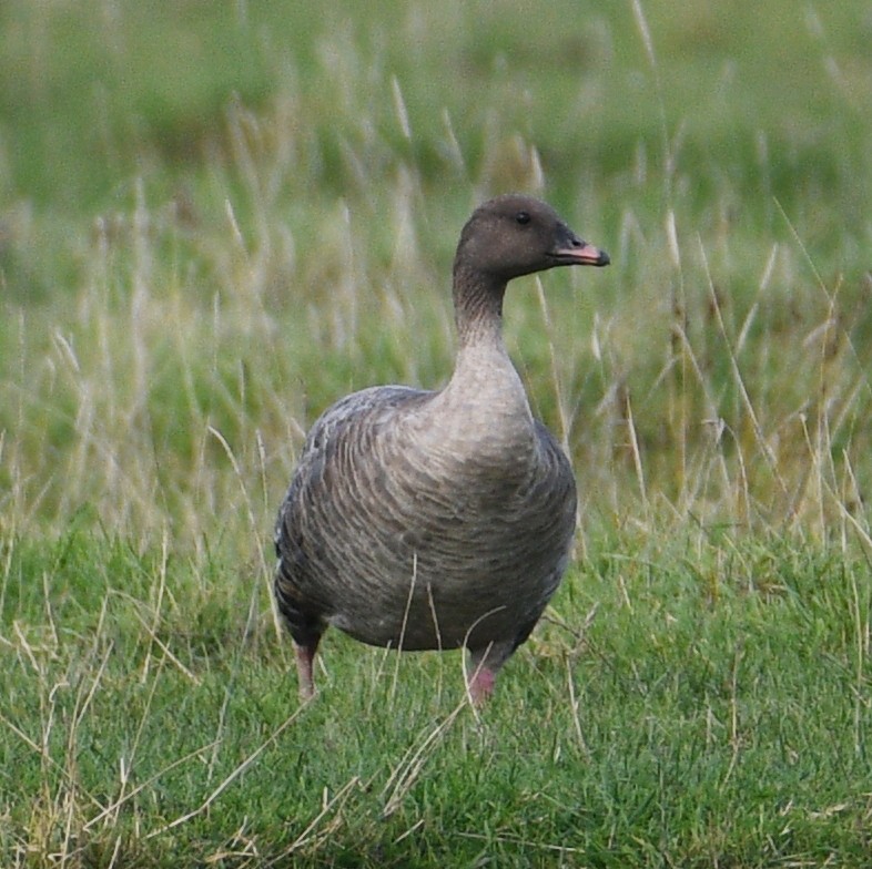 Pink-footed Goose - ML609384008