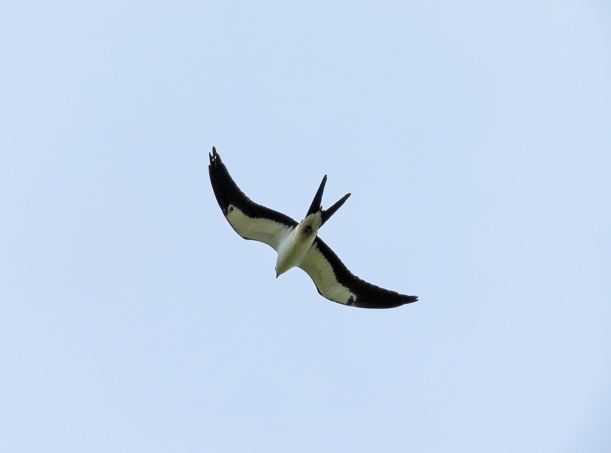 Swallow-tailed Kite - ML609384088