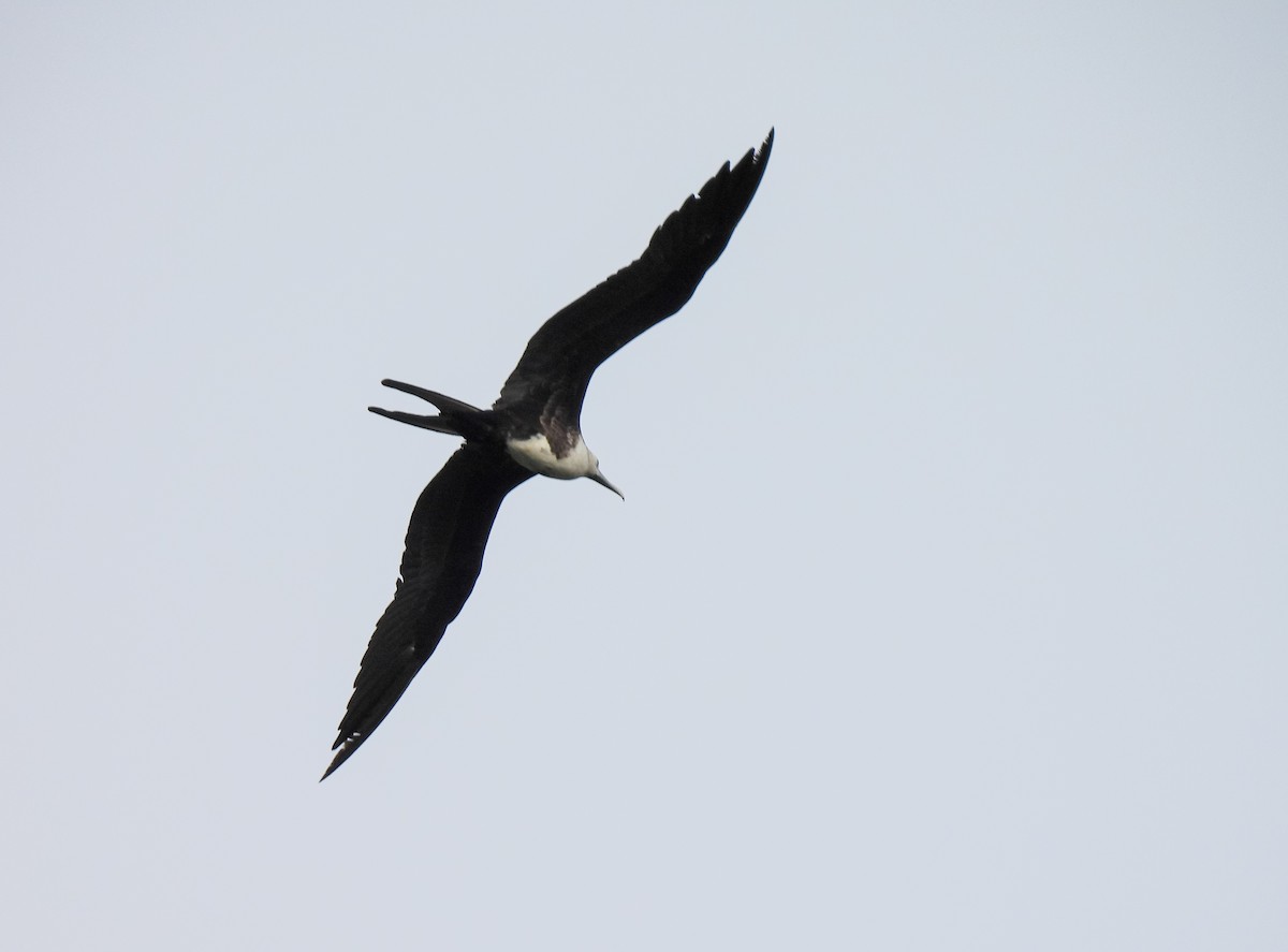 Magnificent Frigatebird - ML609384205