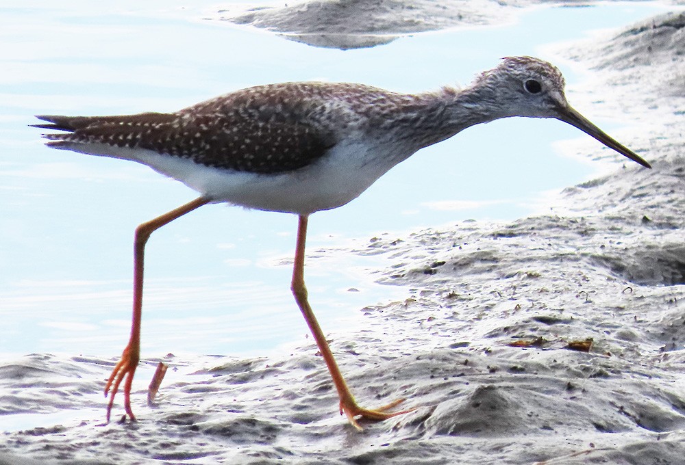 Greater Yellowlegs - ML609384224