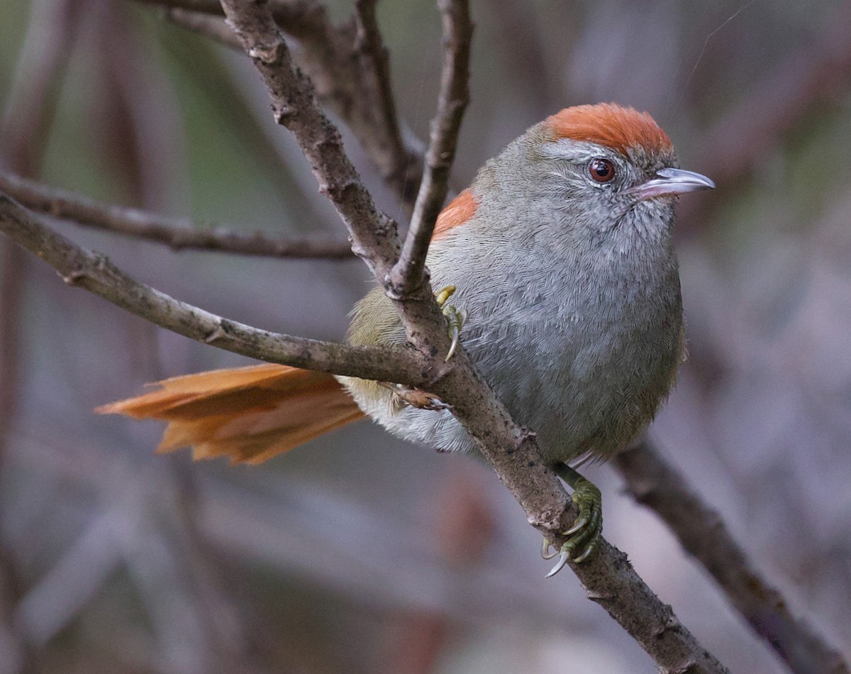 ズアカカマドドリ - ML609384237