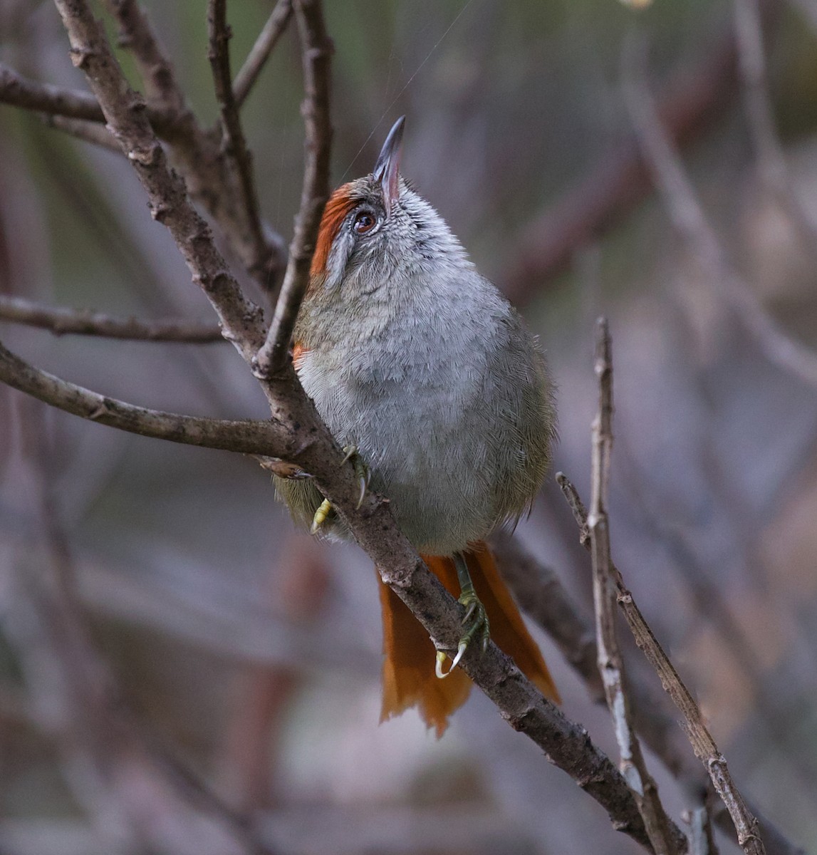 Tepui Spinetail - ML609384241