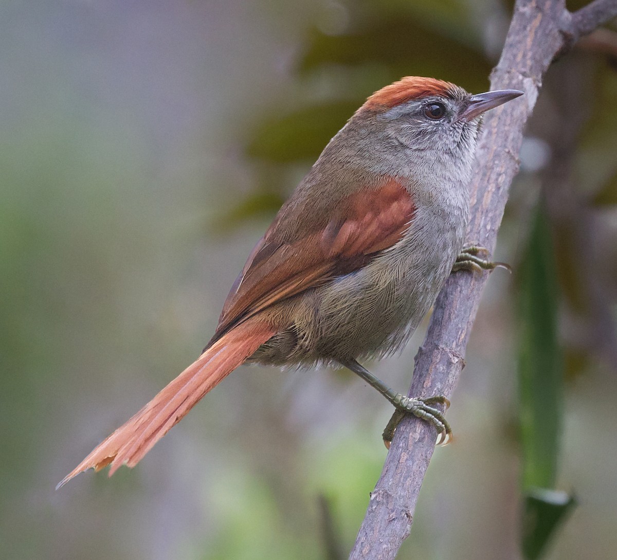 Tepui Spinetail - David Ascanio