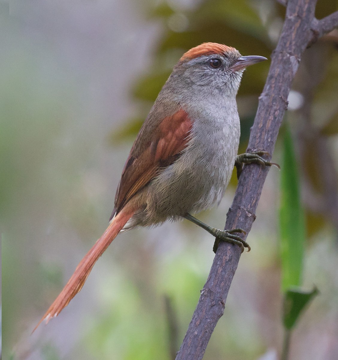 Tepui Spinetail - ML609384245