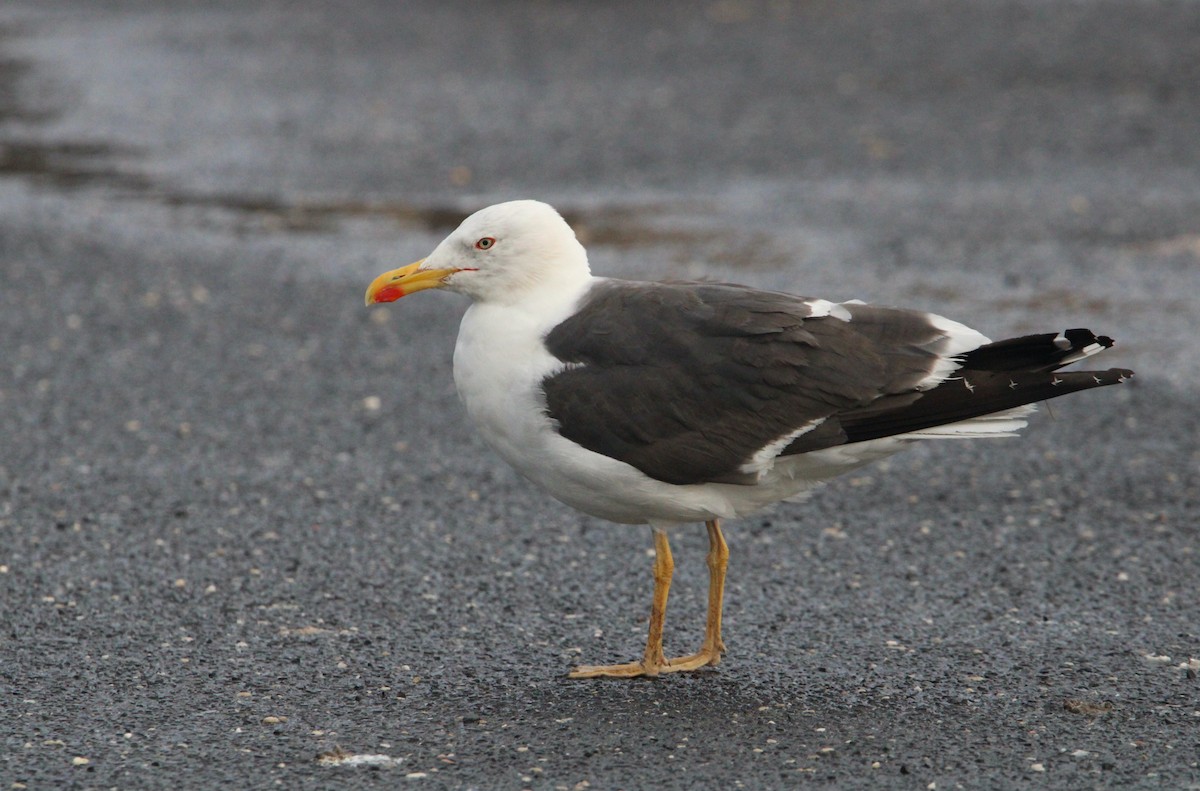 Lesser Black-backed Gull - ML609384250