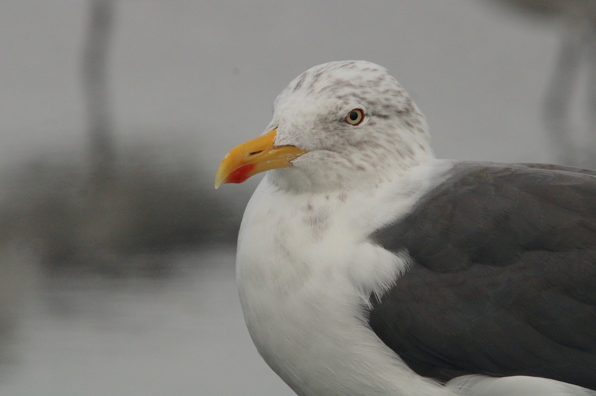 Lesser Black-backed Gull - ML609384251