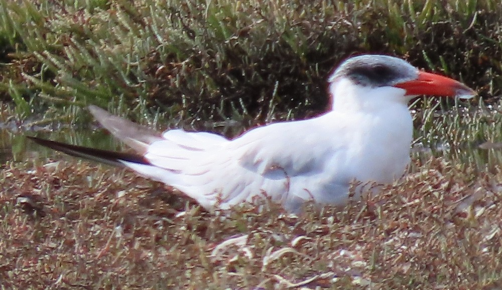 Caspian Tern - ML609384254