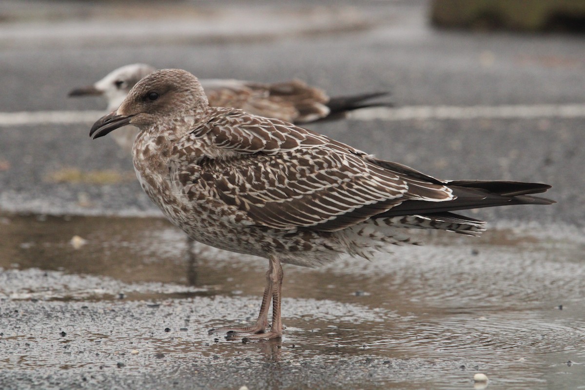 Lesser Black-backed Gull - Keith Leonard