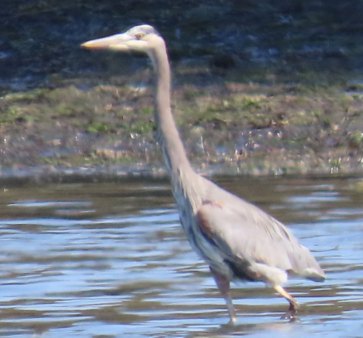 Great Blue Heron - ML609384277