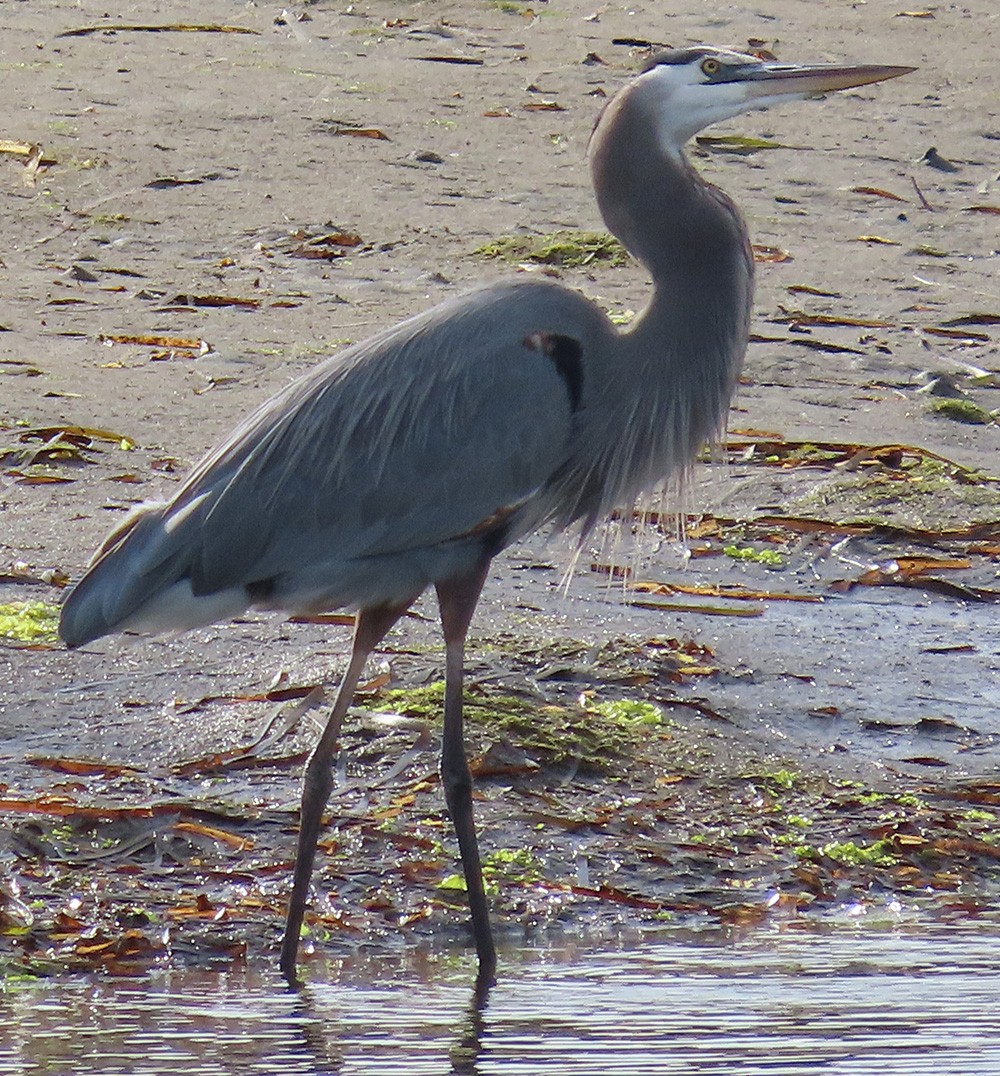 Great Blue Heron - ML609384278