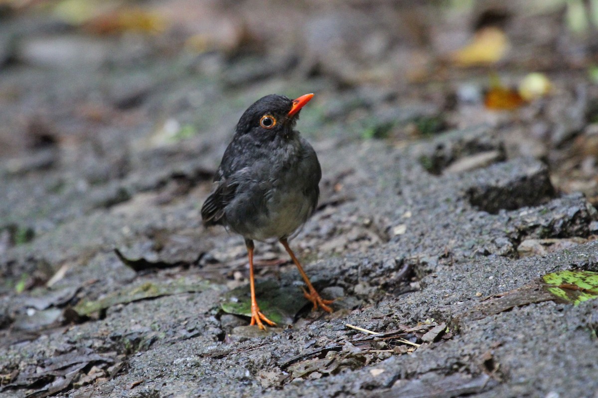 Slaty-backed Nightingale-Thrush - Kathryn Dick