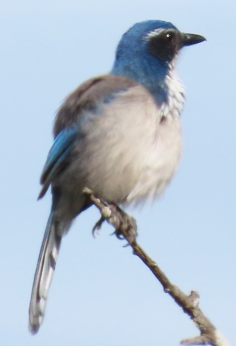 California Scrub-Jay - ML609384294