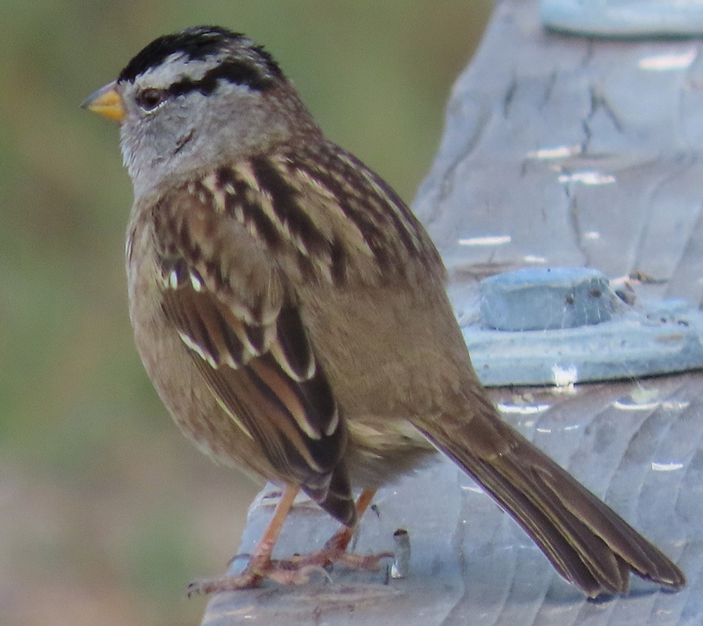 White-crowned Sparrow - ML609384301