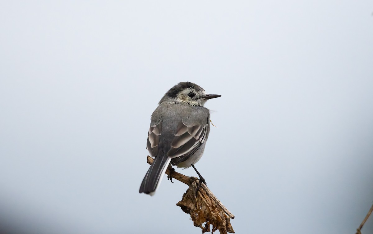 White Wagtail - ML609384302