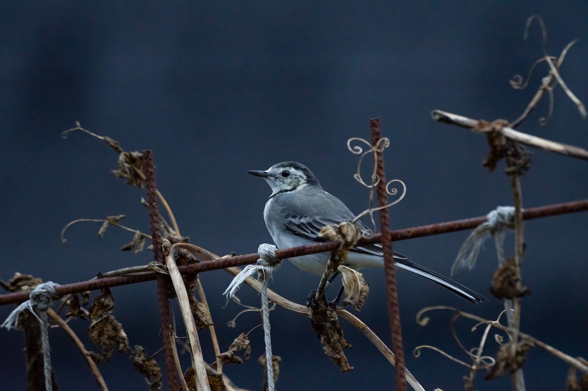 White Wagtail - ML609384303