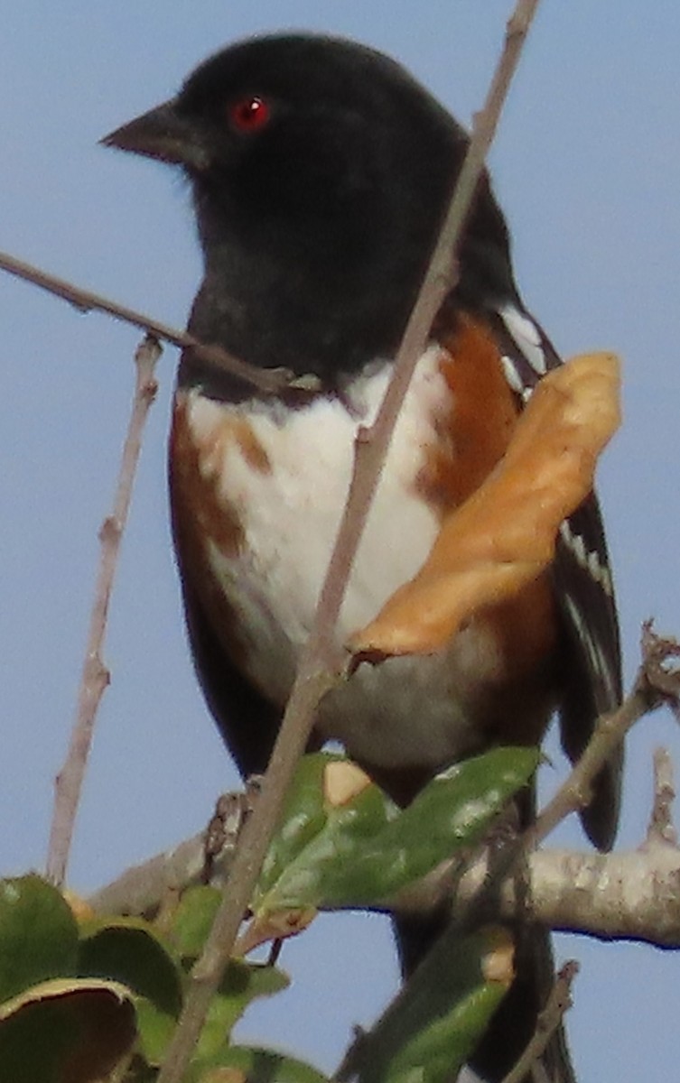 Spotted Towhee - ML609384309