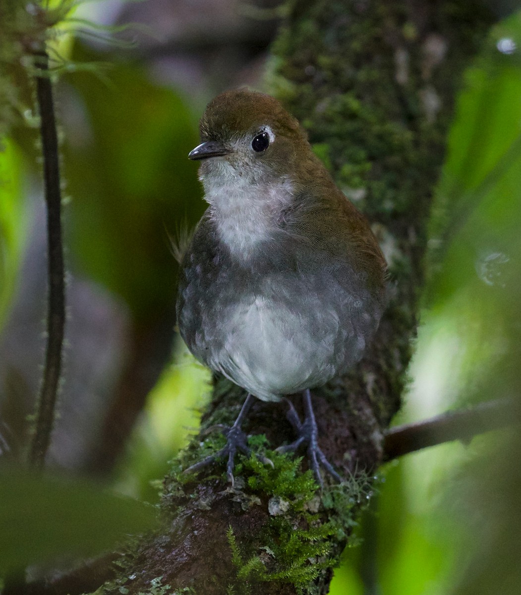 Tepui Antpitta - ML609384336