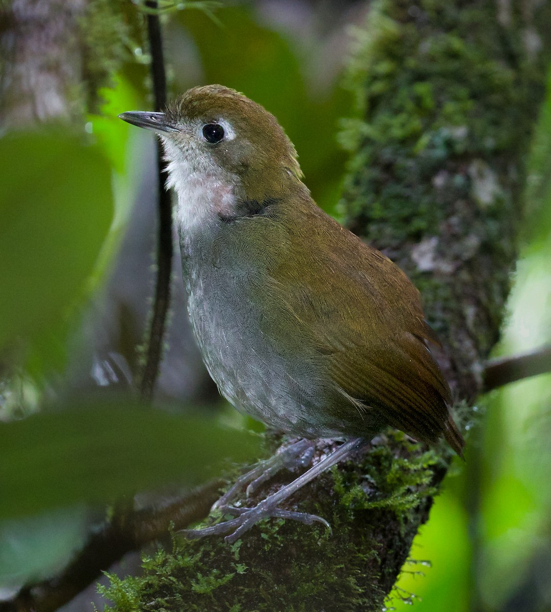 Tepui Antpitta - ML609384337