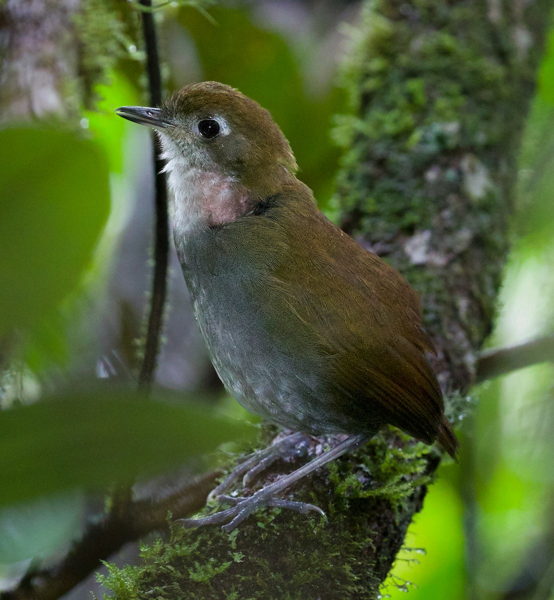 Tepui Antpitta - ML609384339