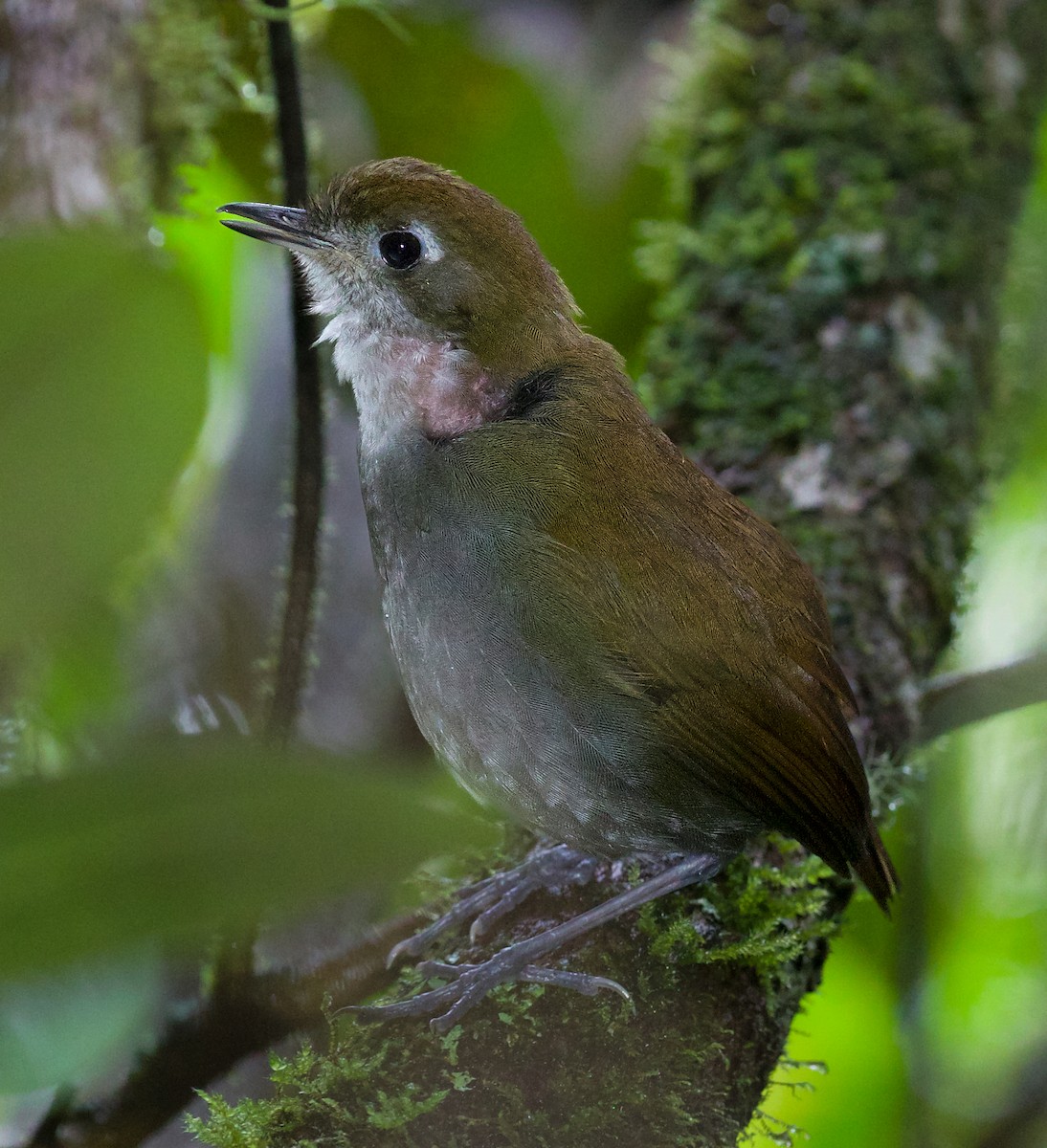 Tepui Antpitta - ML609384341