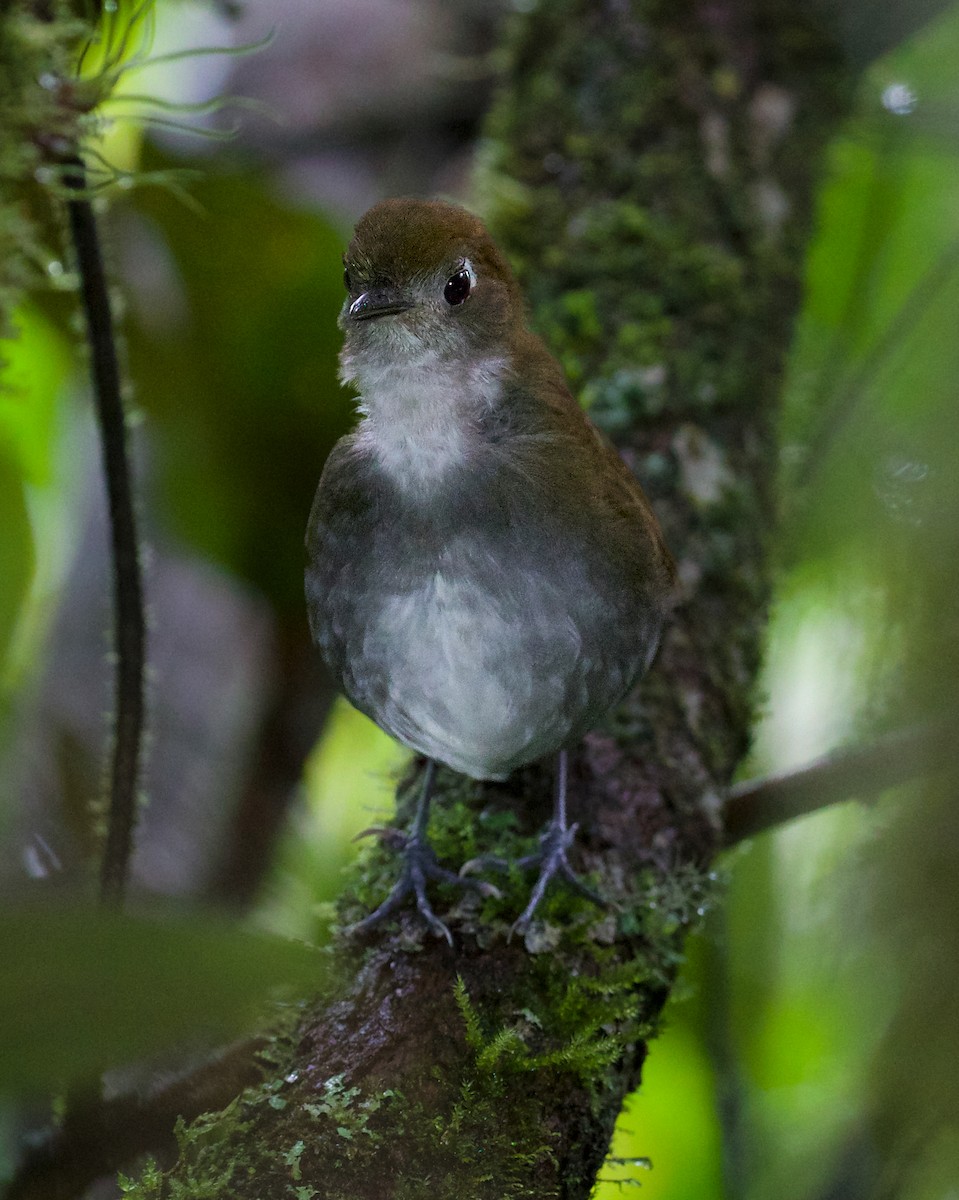 Tepui Antpitta - ML609384342