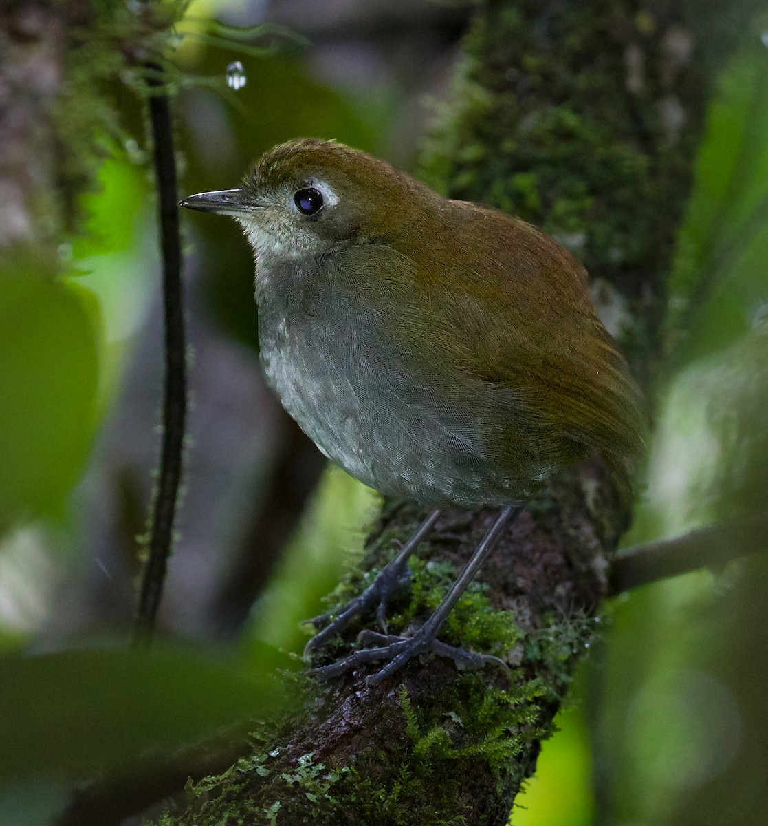 Tepui Antpitta - ML609384343