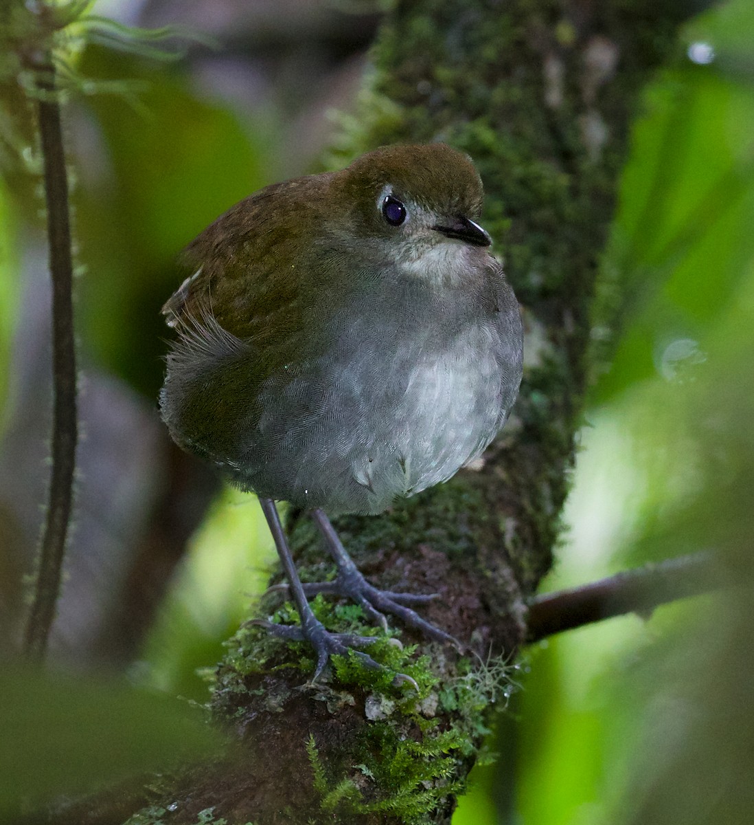 Tepui Antpitta - David Ascanio