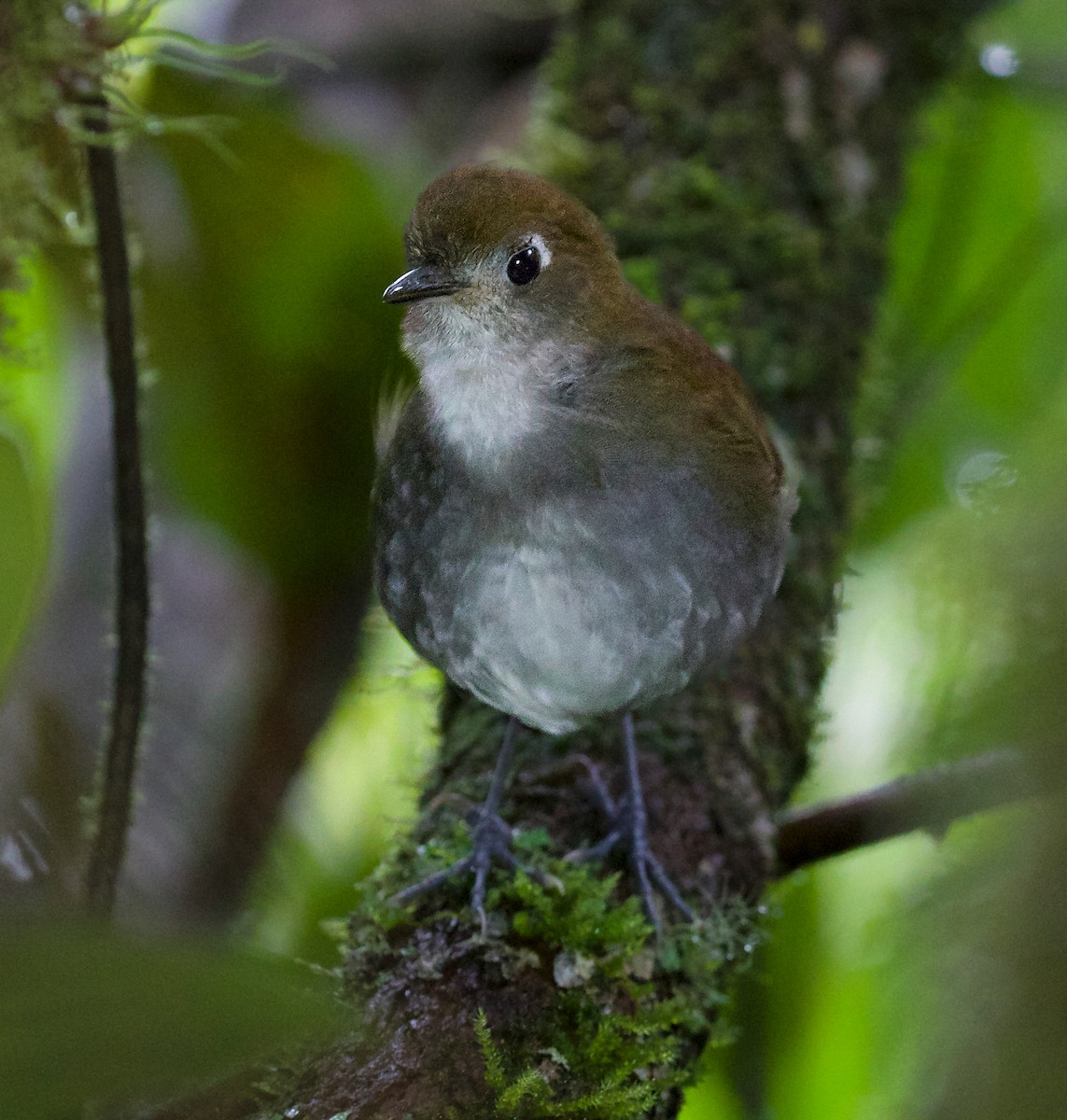 Tepui Antpitta - David Ascanio