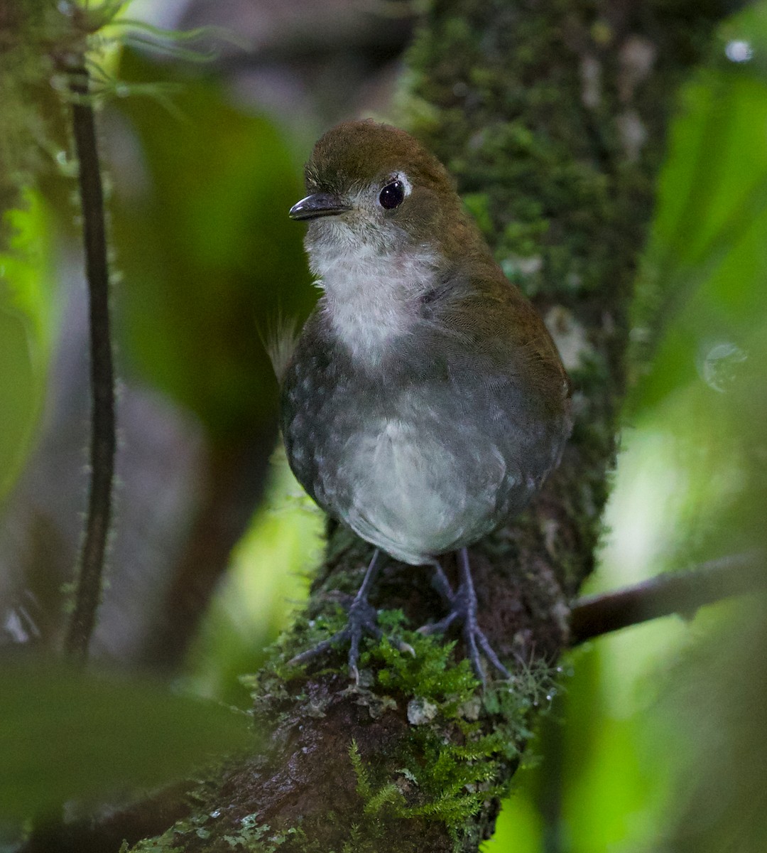 Tepui Antpitta - ML609384346