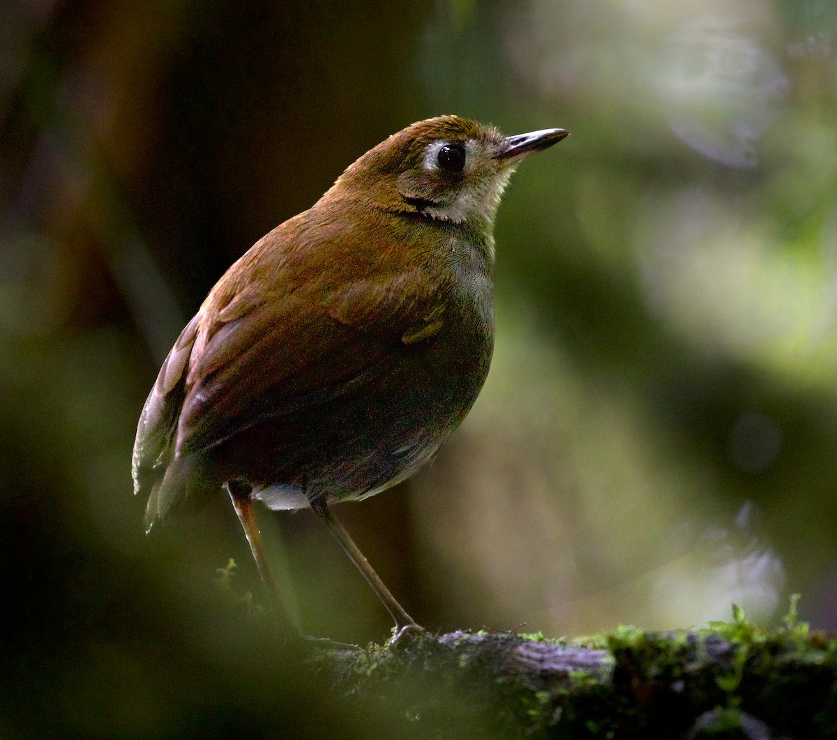 Tepui Antpitta - ML609384348