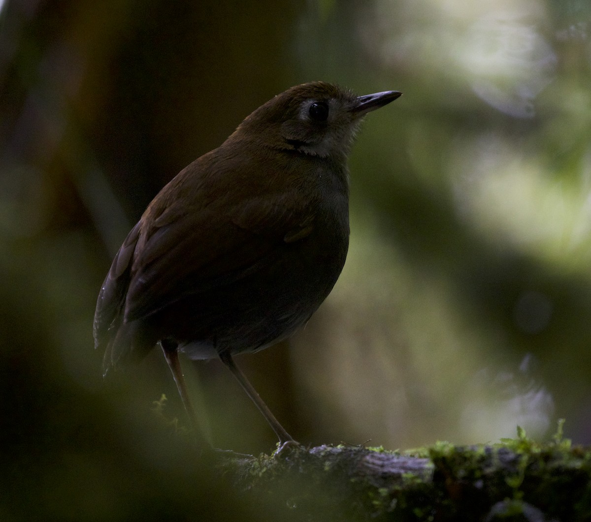 Tepui Antpitta - David Ascanio