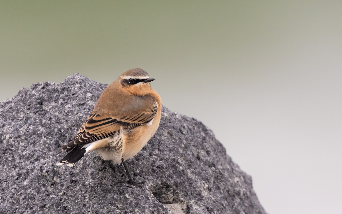 Northern Wheatear - ML609384422