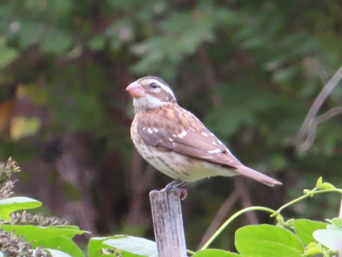 Rose-breasted Grosbeak - ML609384440
