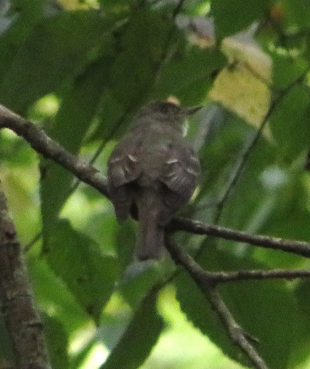 Eastern Wood-Pewee - ML609384661