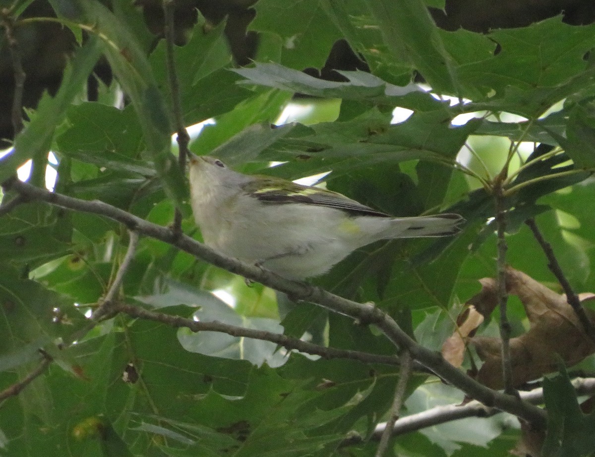 Chestnut-sided Warbler - ML609384663