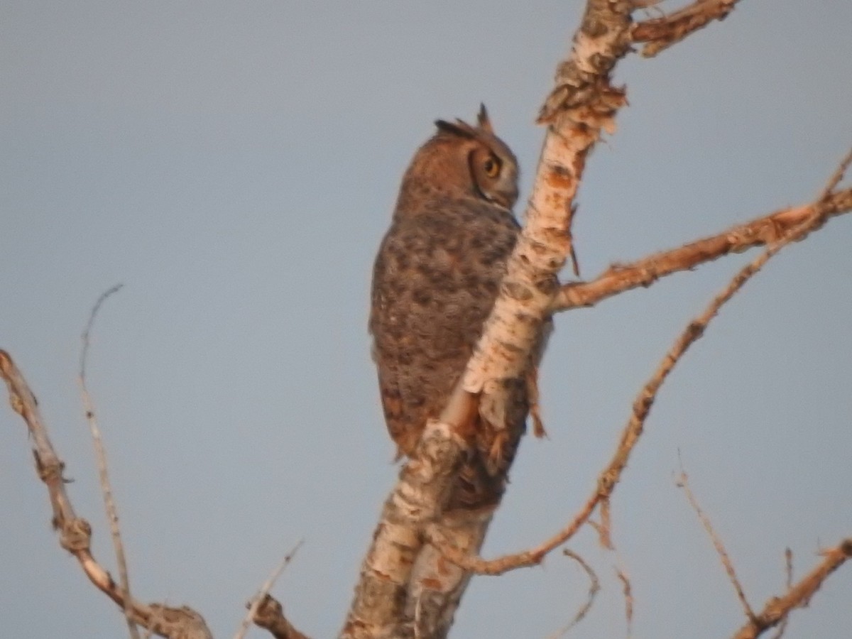 Great Horned Owl - ML609384669
