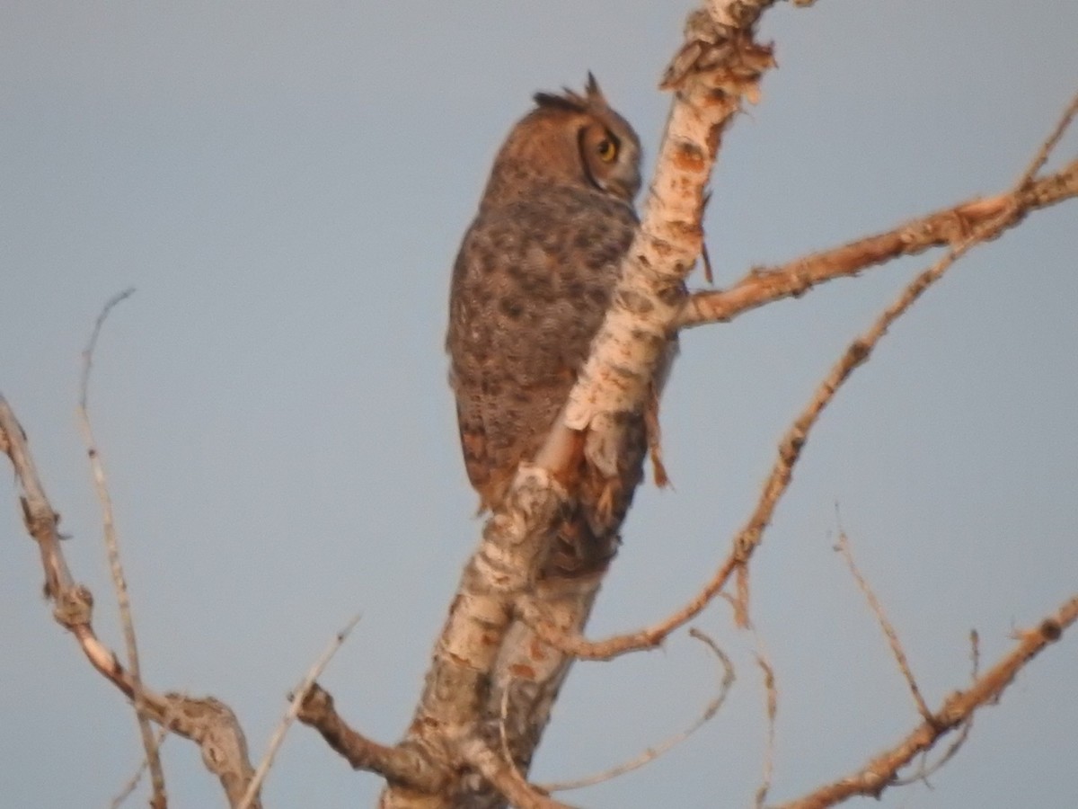 Great Horned Owl - ML609384670