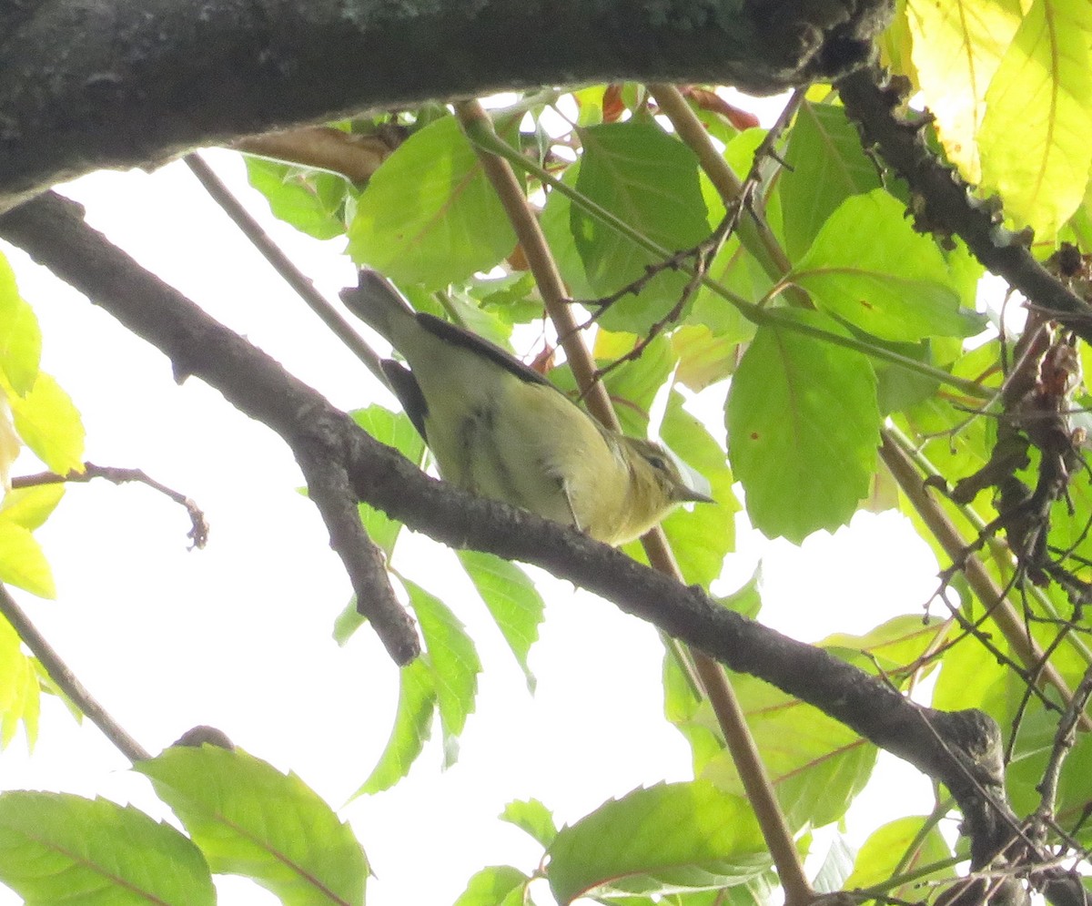 Tennessee Warbler - ML609384675