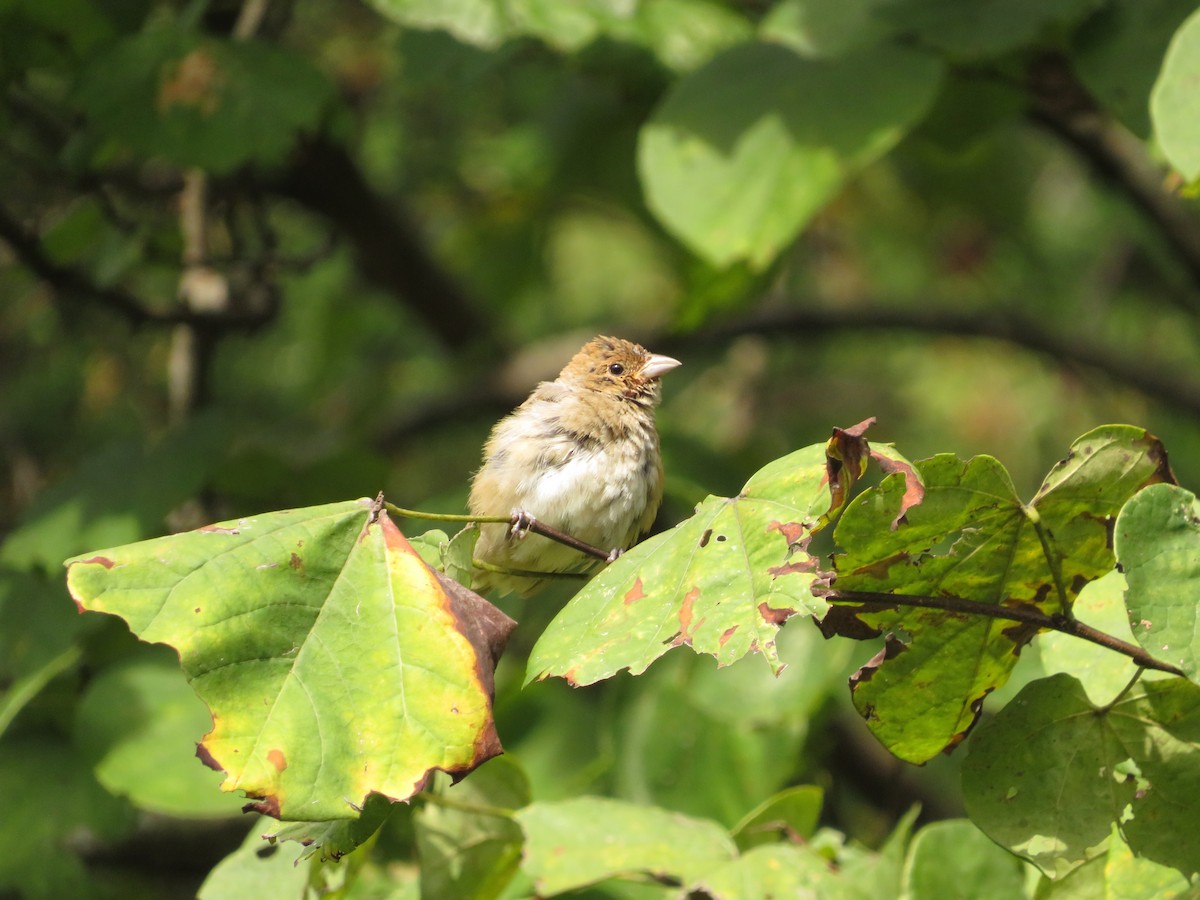 Indigo Bunting - ML609384694