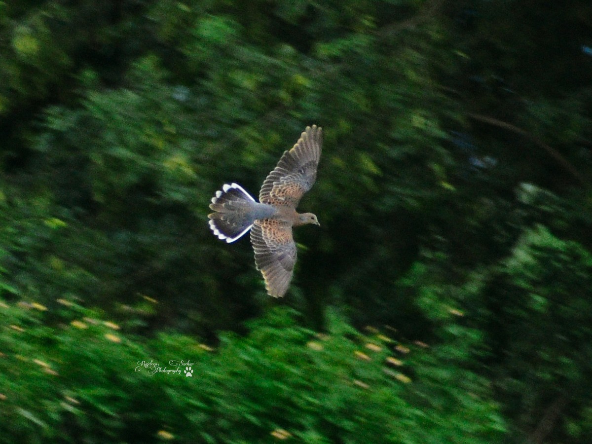 Oriental Turtle-Dove - Rajdeep Sarkar