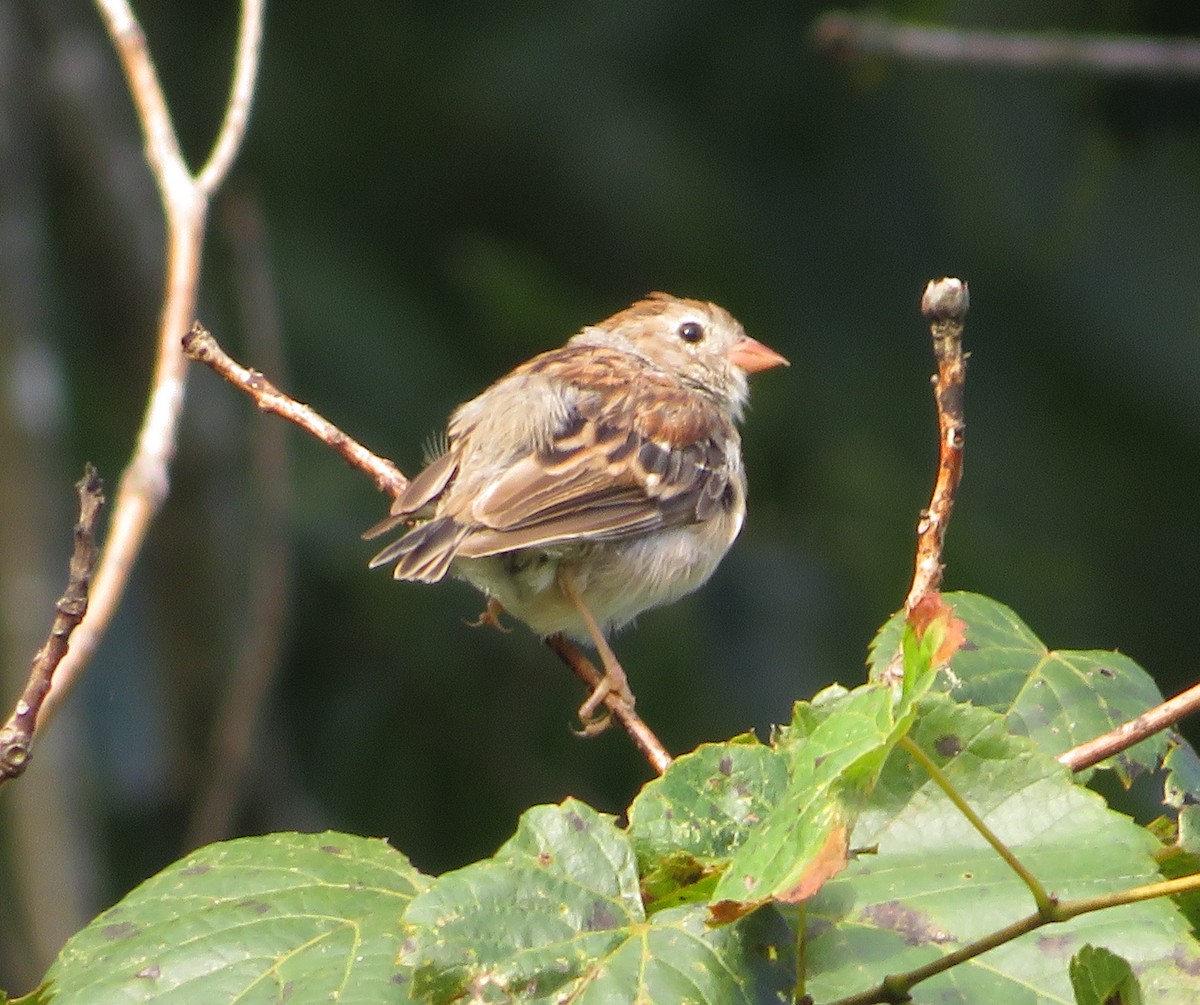 Field Sparrow - ML609384728