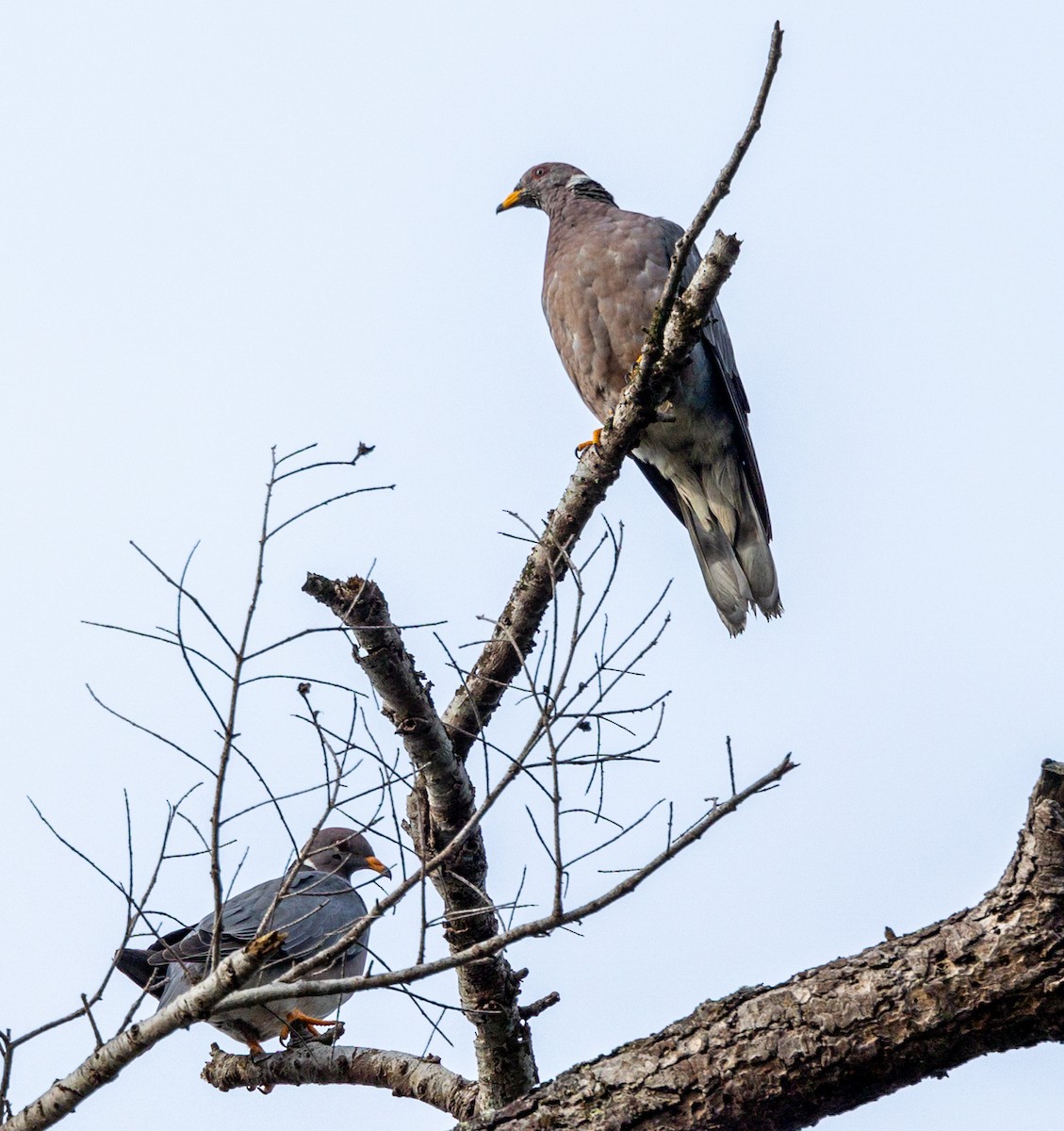 Band-tailed Pigeon - ML609384743