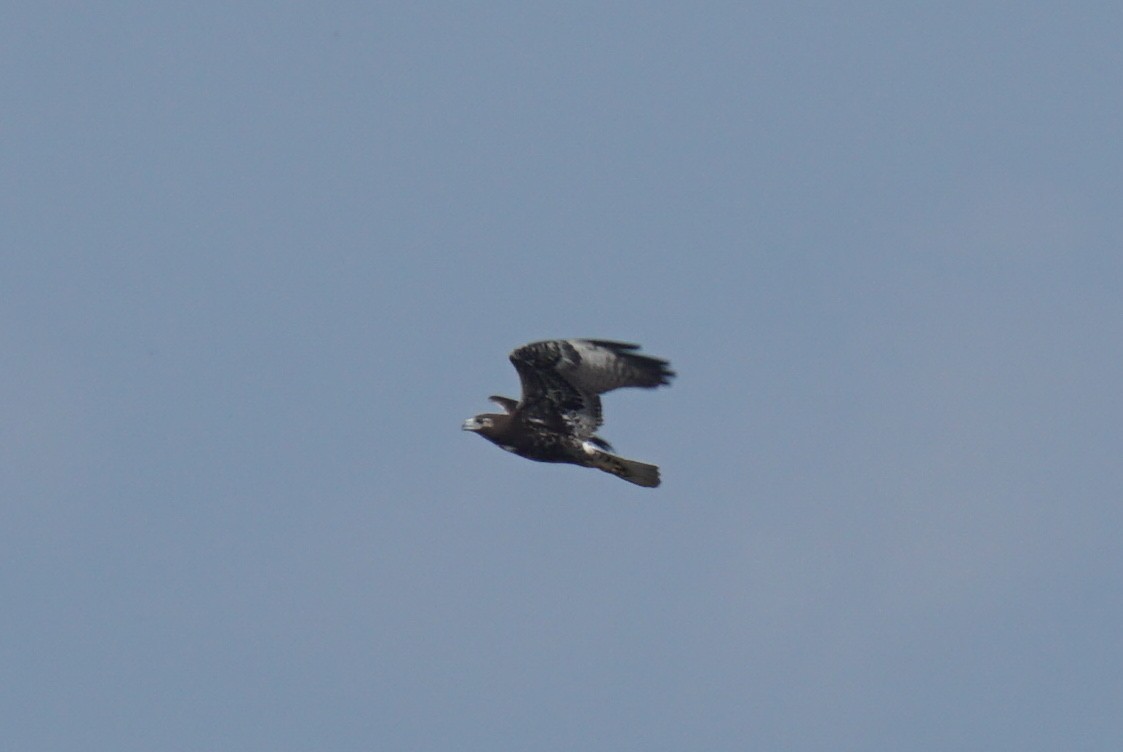White-tailed Hawk - ML609384791