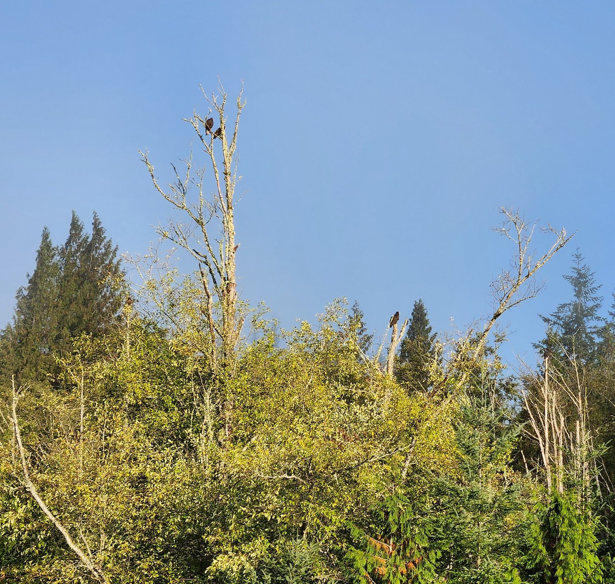 Turkey Vulture - ML609384840