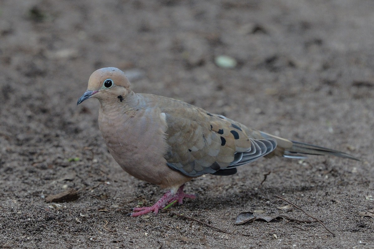 Mourning Dove - Diana Miller