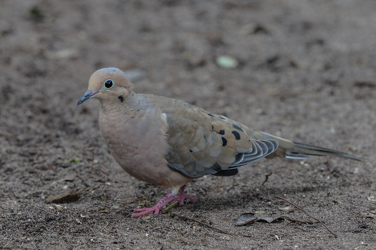 Mourning Dove - ML609384929