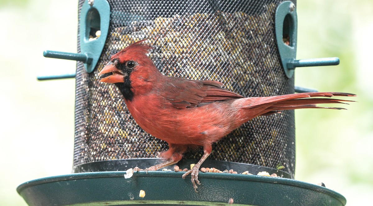 Cardinal rouge - ML609385004