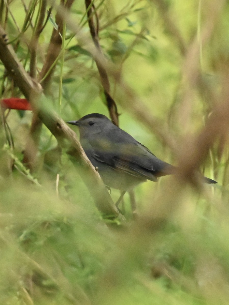 Gray Catbird - ML609385040