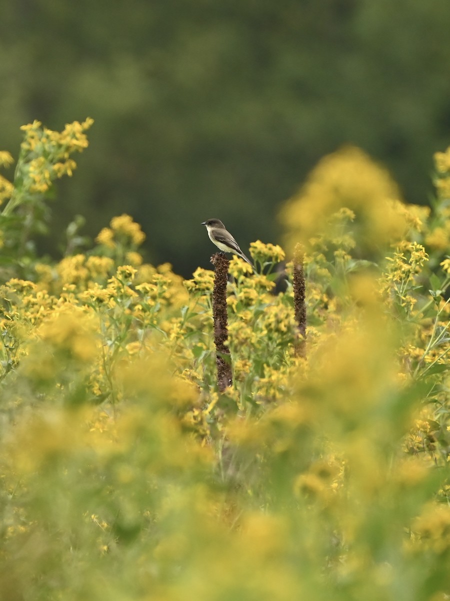 Eastern Phoebe - ML609385076